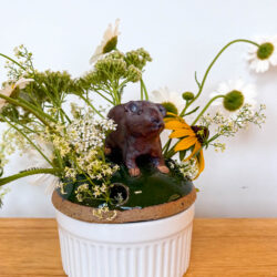 Northern Bog Lemming