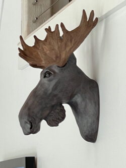 Moose