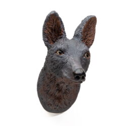 Coyote